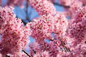 Afdeling met roze sakura bloeit. foto