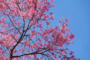 kers bloesem in khun wang Chiang Mai, Thailand. foto