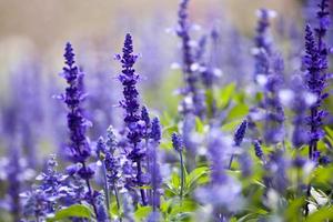 lavendel bloemen in graden foto