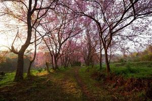 ochtend- zonsopkomst in roze sakura bloesems Aan aarde weg in Chiang Mai Thailand foto