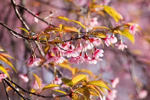 dichtbij omhoog Afdeling met roze sakura bloesems in ochtend- foto