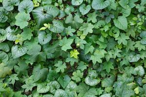 groene blad textuur achtergrond foto