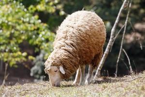 schapen in natuur Aan weide. landbouw buitenshuis. foto