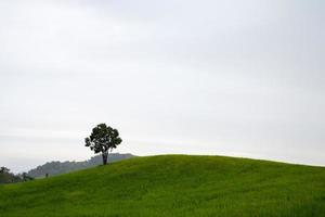bomen op de heuvel foto