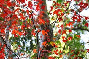 rood esdoornblad in de herfst foto