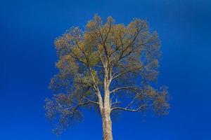 groot boom Aan blauw lucht foto