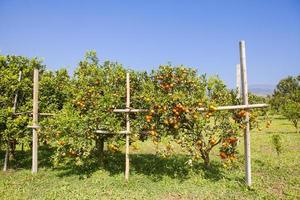 oranje boomgaard in noordelijk Thailand foto