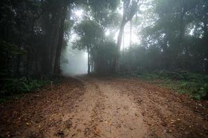 mist in aarde land weg voorbijgaan door de Woud foto