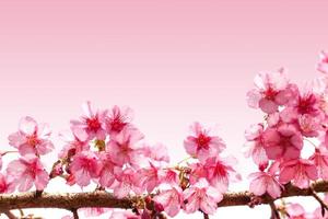 Afdeling met roze sakura bloeit. foto
