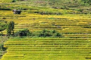 geel terrasvormig rijst- veld- Bij verbod vader bong peay in Chiang Mai, Thailand foto