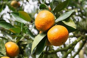 oranje boom in graden foto