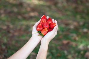 vers aardbeien in vrouwen handen foto