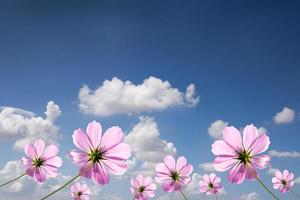 Purper bloemen tegen met blauw lucht foto