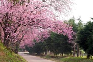 roze sakura bloesems Aan weg in Thailand foto