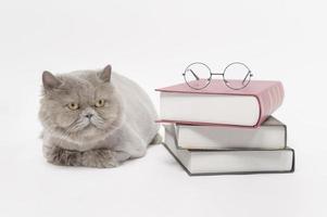 een portret van Schots vouwen lief kat met tekst terug Aan wit studio achtergrond , onderwijs concept . foto