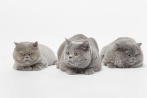 portret van een Schots vouwen lief katten Aan wit studio achtergrond foto