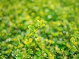 dichtbij omhoog top van groen bladgroen natuur structuur behang achtergrond foto