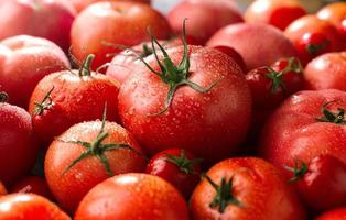 vers rood tomaten onder de zon, nieuw groente oogst foto