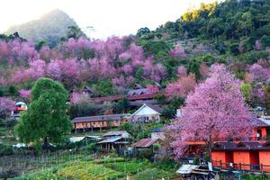 sakura of kers bloesem Bij doi ang khang Chiang mai Thailand foto