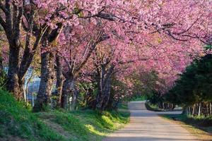 kers bloesem in khun wang Chiang Mai, Thailand. foto