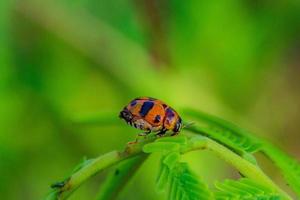 lieveheersbeestje Aan groen blad, natuurlijk achtergrond. foto