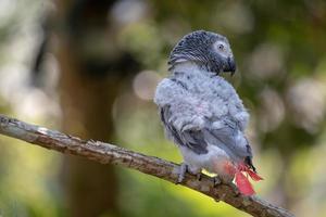 baby afrikaanse grijze papegaai met rode staart hangen aan de tak in het bos foto