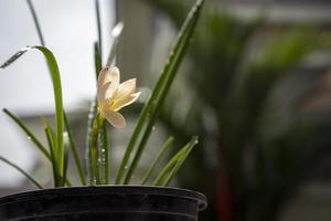 romig kleur regen lelie in de pot was bloeiend onder de ochtend- licht met regen laten vallen Aan de bloem en in de omgeving van. foto