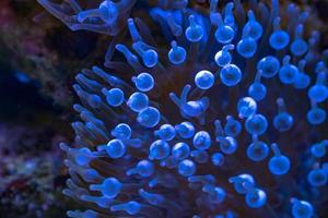 fluorescerend schitteren gloed in de donker zee aenone in de oceaan. foto