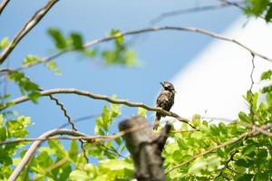 een nat bruin mus vogel hangen Aan naar de weinig Afdeling met vervagen lucht achtergrond. foto