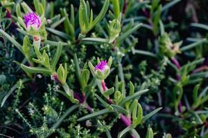 Zuid-Afrikaans fynbos foto