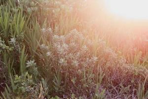 Zuid-Afrikaans fynbos foto