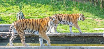 tijger in een dierentuin - een van de grootste vleeseters in de natuur. foto