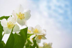 witte jasmijn de tak delicate lentebloemen foto