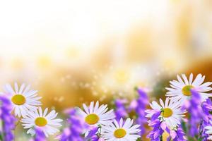 witte heldere madeliefjebloemen op een achtergrond van het zomerlandschap. foto