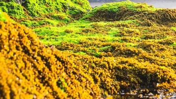 koraal strand natuur reserveren en behoud foto