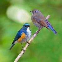 himalayan bluetail vogel foto