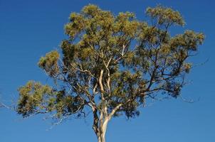 hoog gom boom in Tasmanië Australië in zomer foto