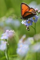 paarsgerande koperen vlinder (lycaena hippothoe) op vergeet-mij-nietje bloem foto