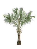 Copernicia ziekenhuis palm boom geïsoleerd Aan wit achtergrond foto