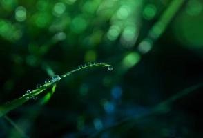 macro regen laten vallen Aan groen blad met zon schijnend in de ochtend. druppels van dauw met transparant water Aan wild gras, mooi vers natuurlijk achtergrond voor eco vriendelijk concept foto