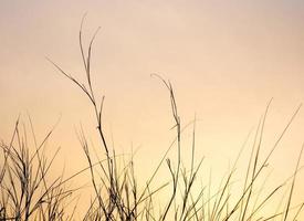 gedroogd grassprietje in het avondlicht foto