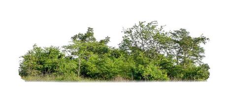 groen bomen geïsoleerd Aan wit achtergrond. Woud en bladeren in zomer rijen van bomen en struiken foto