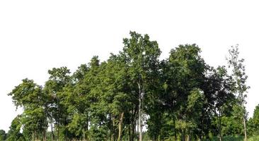 groen bomen geïsoleerd Aan wit achtergrond. zijn Woud en gebladerte in zomer voor beide het drukken en web Pagina's foto