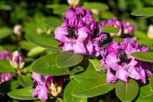 dichtbij omhoog beeld van rododendron hybride foto