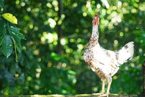 chiken met natuur achtergrond, selectief focus foto