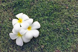 plumeria bloemen Aan groen gras vloer, vintage toon foto