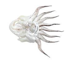 tentakels van inktvis geïsoleerd op witte achtergrond foto