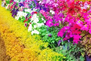 kleurrijk petunia bloemen bloeien in de tuin,filter effect foto