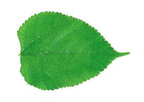 moerbei gebladerte, groene bladeren patroon van tropische blad plant geïsoleerd op een witte achtergrond foto