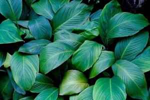 groen bladeren patroon, blad van spathiphyllum cannifolium boom in de tuin foto